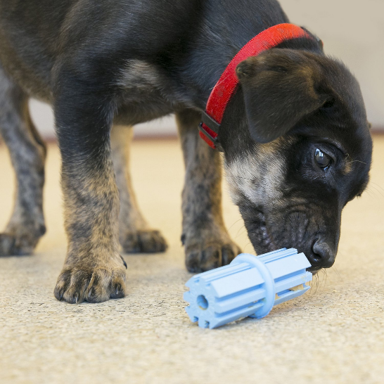 KONG Puppy Teething Stick Dog Toy